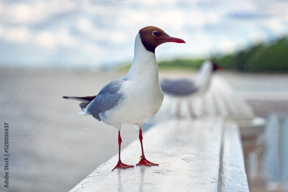 Seagull sits on a marble railing against the backdrop of the sea and blue sky. Close-up, seagull bird look at the camera. Seagull sits on a marble railing against the backdrop of the sea and blue sky. Close-up, seagull bird look at the camera.