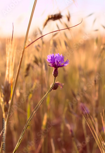 Cornflower in a grain field in the rays of the setting sun. Shallow depth of field.
