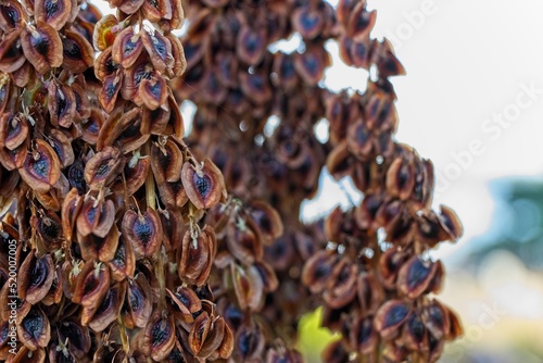 Quadro em tela Rhubarb gone to seed focused with shallow dof