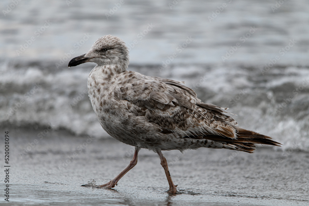 Fototapeta premium Side view of gull walking on the beach against a blurred background.