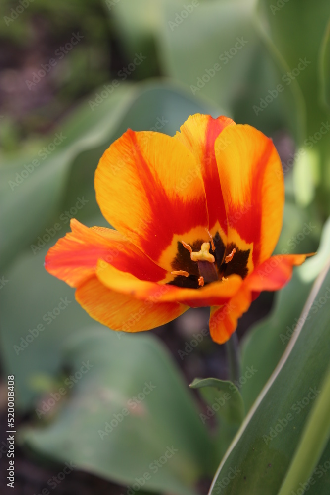 Tulipanes