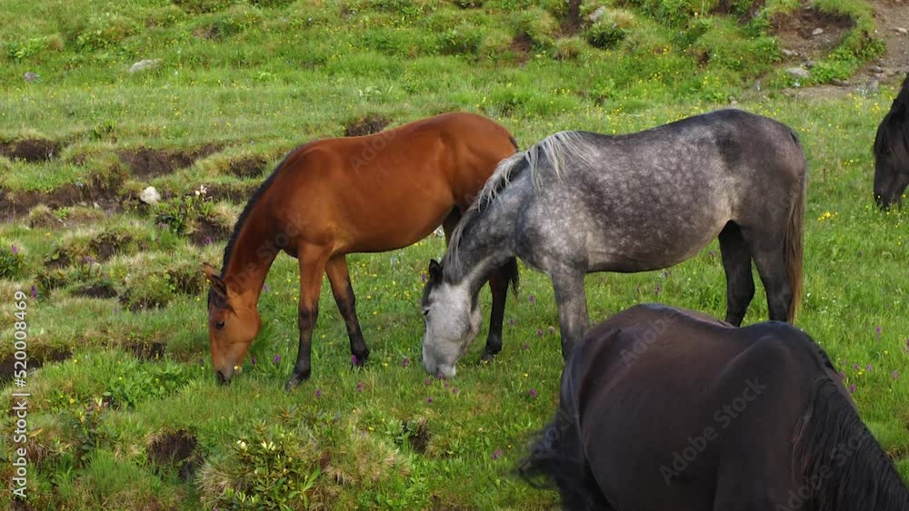 Gray and brown horses eating grass in a high mountain pasture. Green grass, yellow and purple flowers and other horses in the background Gray and brown horses eating grass in a high mountain pasture. Green grass, yellow and purple flowers and other horses in the background