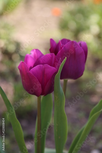 Tulipanes