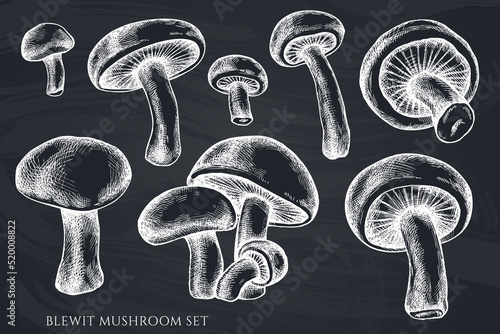 Vector set of hand drawn chalk blewit