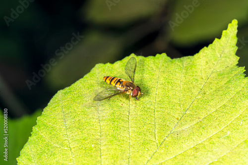 A yellow fly on a green leaf