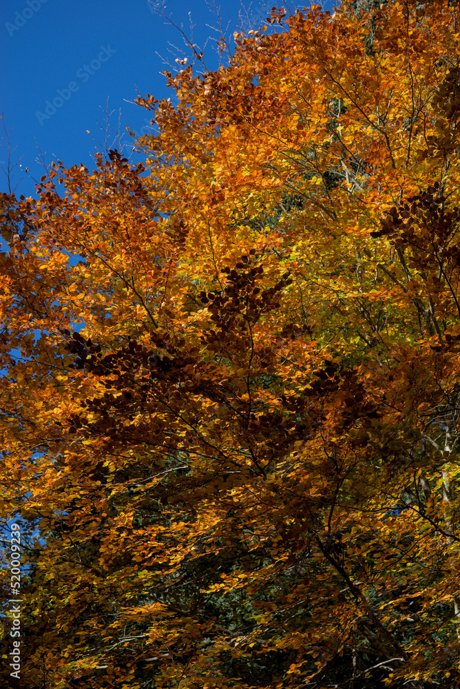 Autumn forest, undergrowth with green, yellow and golden foliage in Auvergne Autumn forest, undergrowth with green, yellow and golden foliage in Auvergne