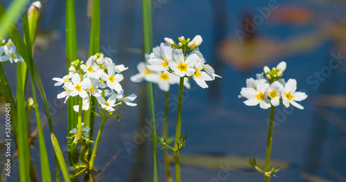 Fototapeta Naklejka Na Ścianę i Meble -  closeup white flowers in lake, summer water flora background
