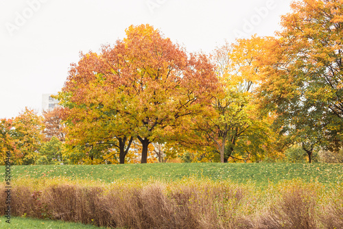 Beautiful trees with yellow leaves against the blue sky