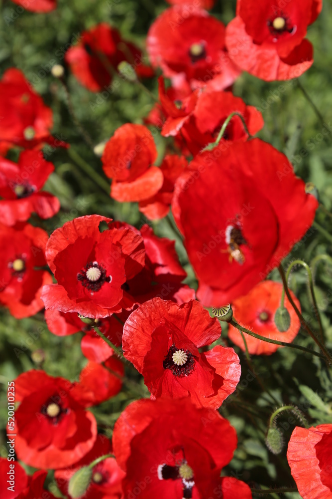 Amapolas Amapolas