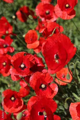 Amapolas