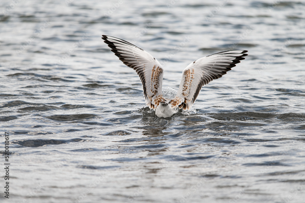 rear view of seagull floating on the water with raised wings rear view of seagull floating on the water with raised wings