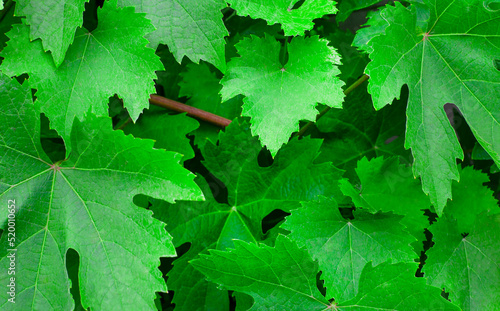 Green leaves of parthenocissus on the fence. natural green background