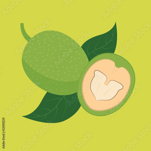 Green walnut, cutaway nut, illustration