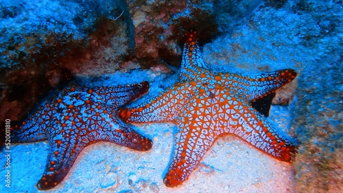 starfish on the beach photo