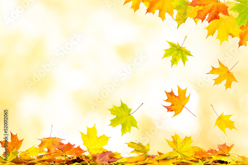 Falling autumn maple leaves natural background with copy space
