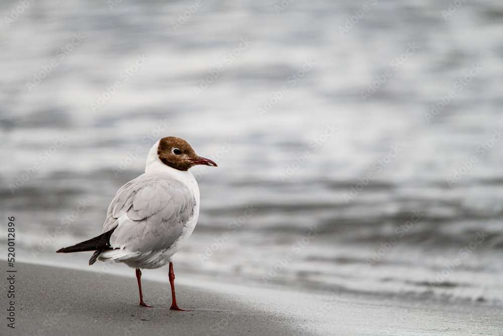 Obraz premium Great view of young black-headed gull standing on sandy coast at water