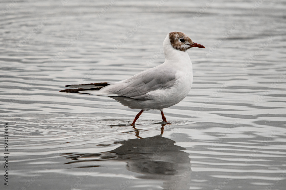 Gorgeous close-up of young black-headed gull walking on the water Gorgeous close-up of young black-headed gull walking on the water