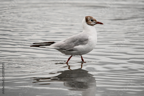 Gorgeous close-up of young black-headed gull walking on the water