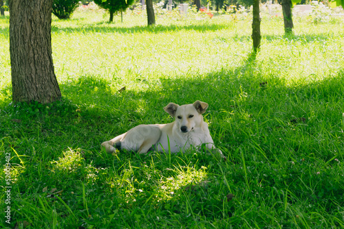 dog resting in the park