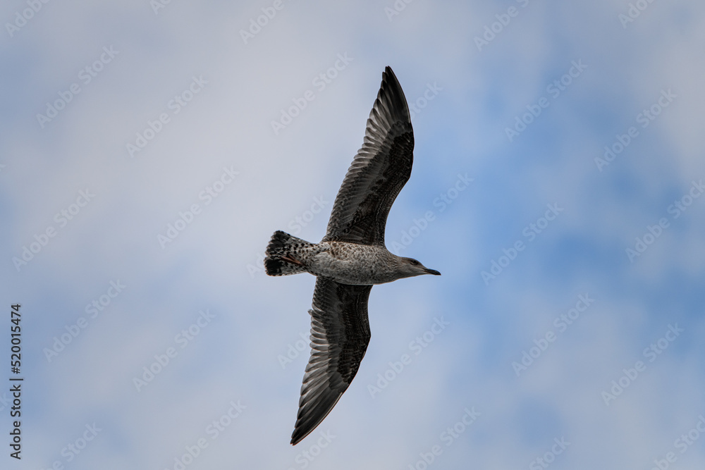 beautiful close-up of young spotted gull flying in the sky beautiful close-up of young spotted gull flying in the sky
