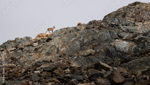 Alpine Ibex in Belledonne moutains in summer