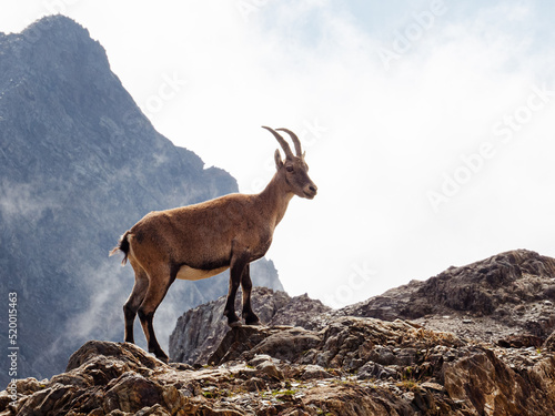 Alpine Ibex in Belledonne moutains in summer