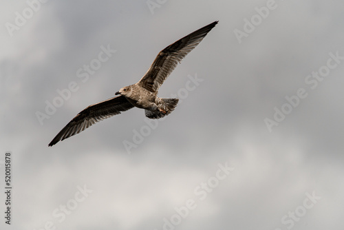 gorgeous view of young brown mottled seagull flies with its wings spread wide in the sky.