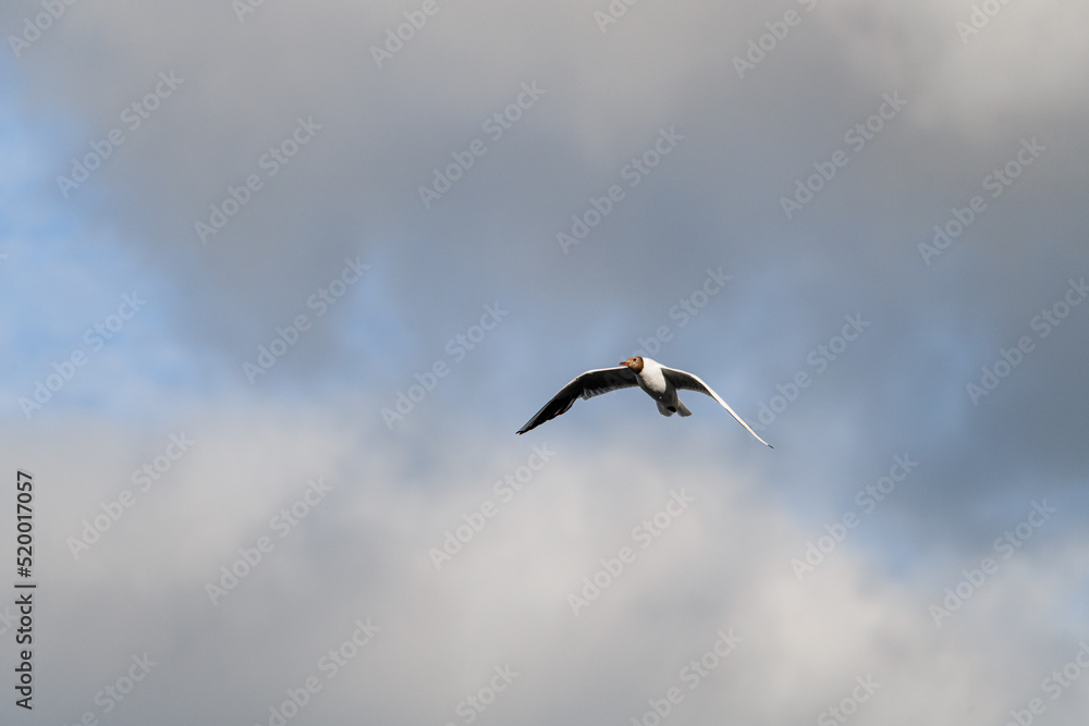 black-headed gull flying in the air against cloudy sky. Seabird in flight. black-headed gull flying in the air against cloudy sky. Seabird in flight.