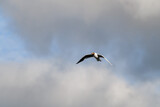 black-headed gull flying in the air against cloudy sky. Seabird in flight.