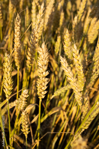 Wheat, rye field. Ears of golden wheat, rye close-up. Rural landscapes under sunlight. Rich harvest concept. Fresh young unripe juicy spikelets. Oats, rye, wheat, barley, summer harvest close-up.