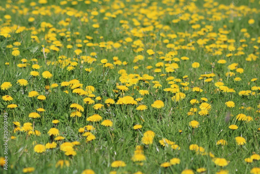 Fototapeta premium Blue cornflower closeup