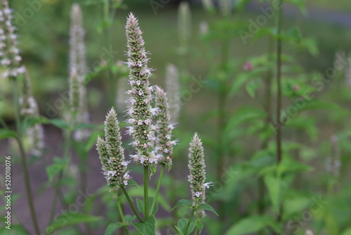 Agastache nepetoides. White flowers in garden, korean mint. photo