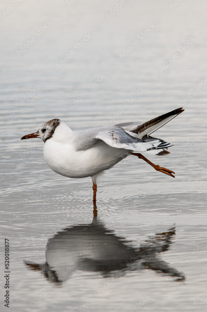 awesome beautiful view on young black-headed gull standing in water and reflection in it awesome beautiful view on young black-headed gull standing in water and reflection in it