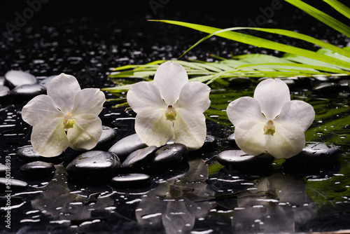 Still life of with Three orchid and green paln ,zen black stones on wet background 