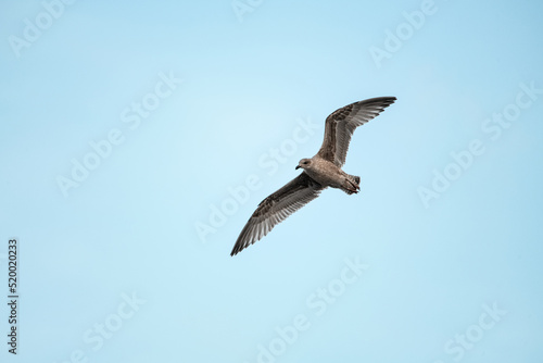 Awesome beautiful young brown mottled seagull flies with its wings spread wide in blue sky.