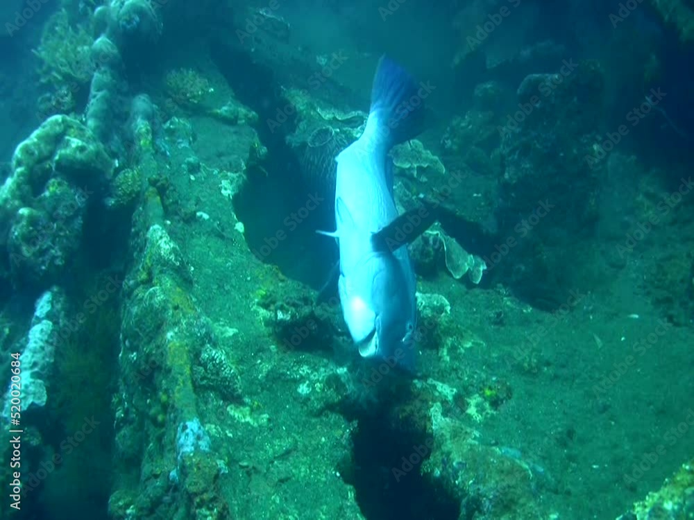 Humphead parrotfish (Bolbometopon muricatum) doing salto Humphead parrotfish (Bolbometopon muricatum) doing salto