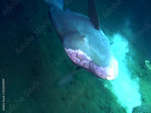 Humphead parrotfish (Bolbometopon muricatum) doing salto, close up photo