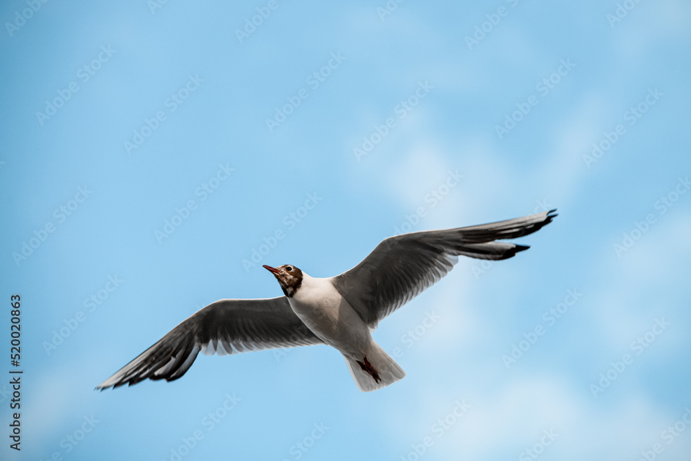 Obraz premium black-headed gull flies with its wings spread wide against blue sky