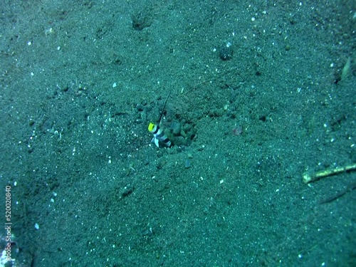 Black-rayed shrimpgoby (Stonogobiops nematodes) in its hole photo