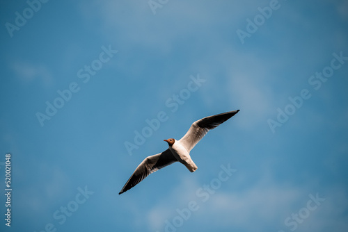 seagull flies with its wings spread wide against blue sky with clouds