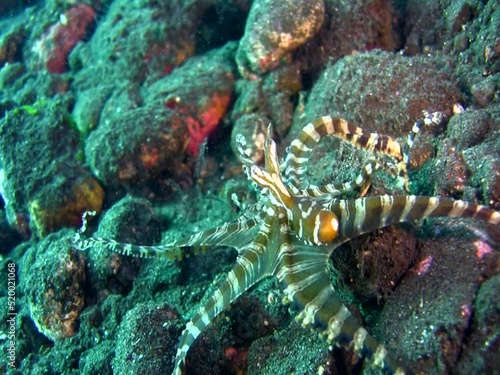 Wonderpus octopus (Wunderpus photogenicus) crawling - photo