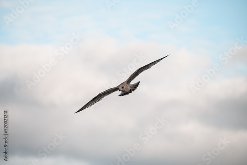 Beautiful young brown mottled seagull flying high on beautiful blue sky with cloud.