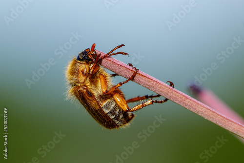 A Ribbed tufted beetle