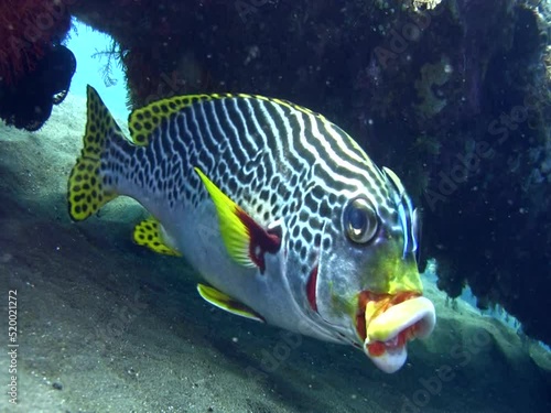 Oblique-banded sweetlips (Plectorhinchus lineatus) cleaned by cleaner wrasse (Labroides dimidiatus) photo