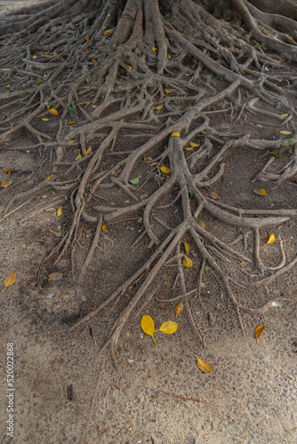 Roots of an ombu (Phytolacca dioica). photo