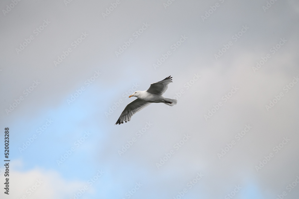 White seagull flying high on beautiful blue sky with cloud. White seagull flying high on beautiful blue sky with cloud.