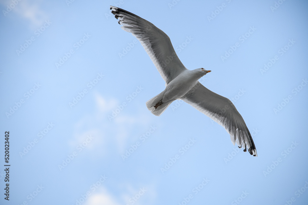 Wonderful white seagull flies in the air against the blue sky Wonderful white seagull flies in the air against the blue sky