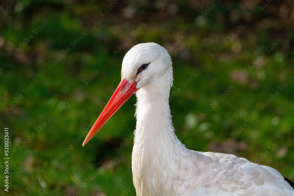 Fototapeta premium Storch Portrait