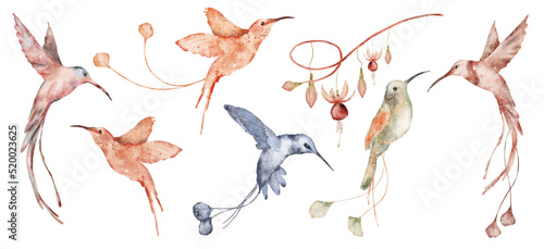 Watercolor hummingbird hand drawn illustration