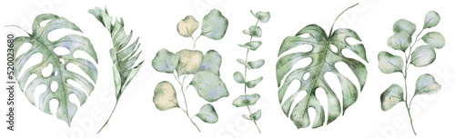 Green tropical leaves on white background. Watercolor hand painted eucalyptus and monstera